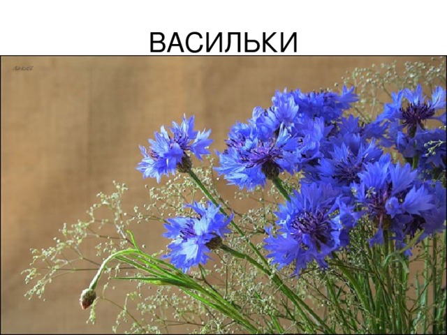 ВАСИЛЬКИ 
