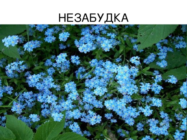 НЕЗАБУДКА 