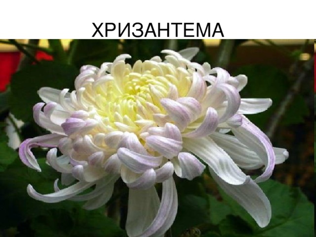 ХРИЗАНТЕМА 