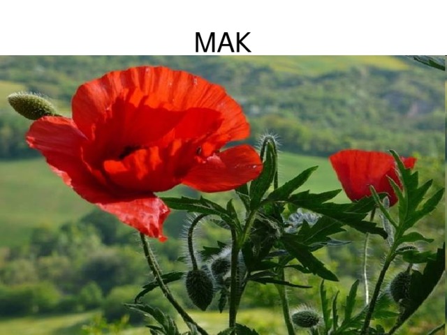 МАК 