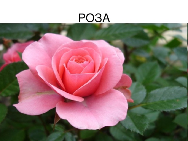 РОЗА 