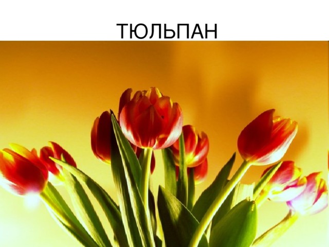  ТЮЛЬПАН 