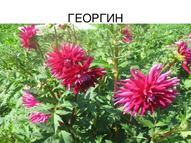 ГЕОРГИН 