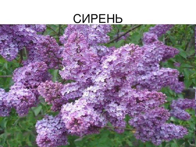 СИРЕНЬ 