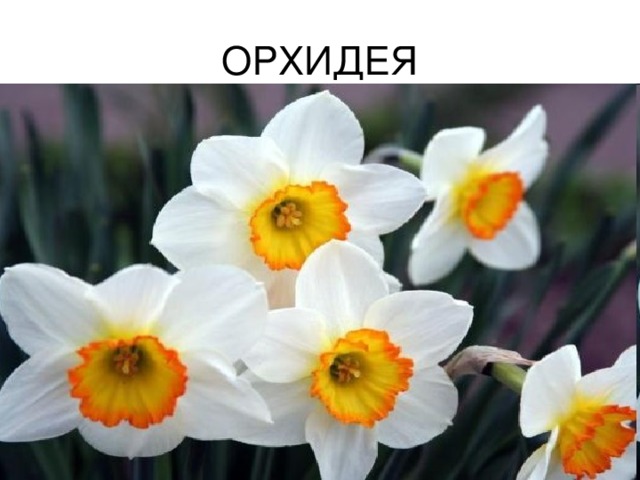 ОРХИДЕЯ 