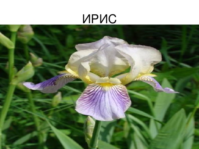 ИРИС 