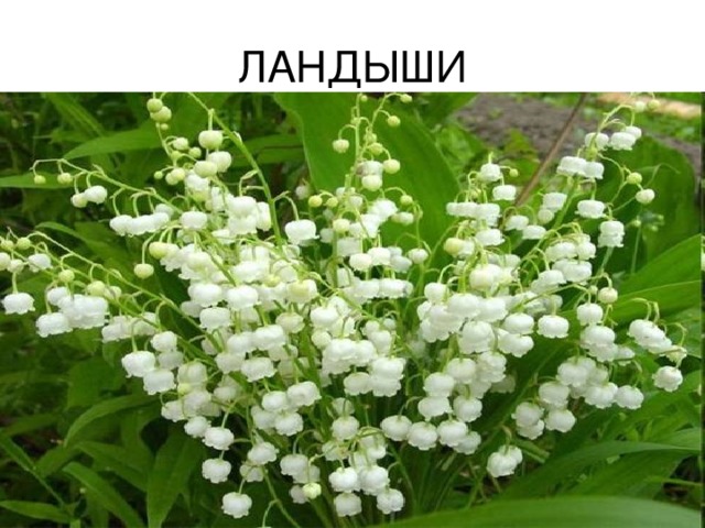 ЛАНДЫШИ 