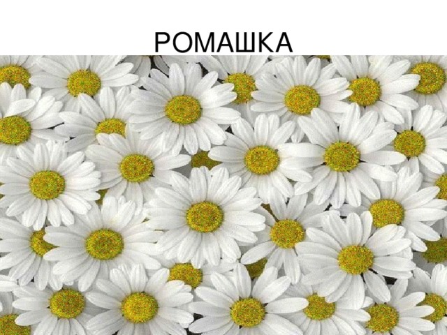 РОМАШКА 