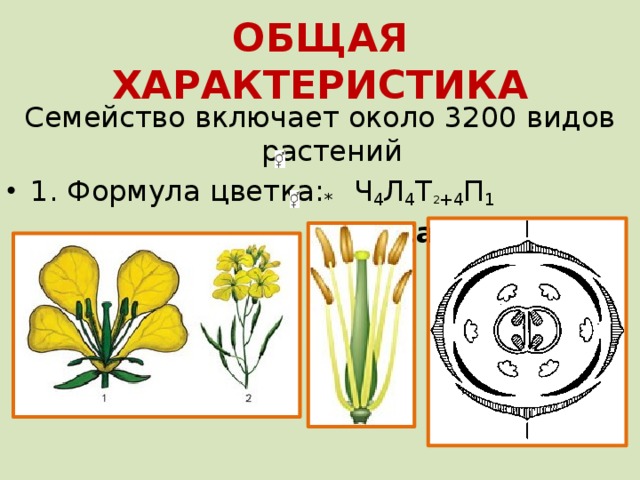 Формула цветка о 2 2т3п1. Формула цветка крестоцветных. Формула цветка ч4л4т4+2п1. Формула цветка ч4л4т4+2п1 характерна для. Формула цветка семейства крестоцветные.