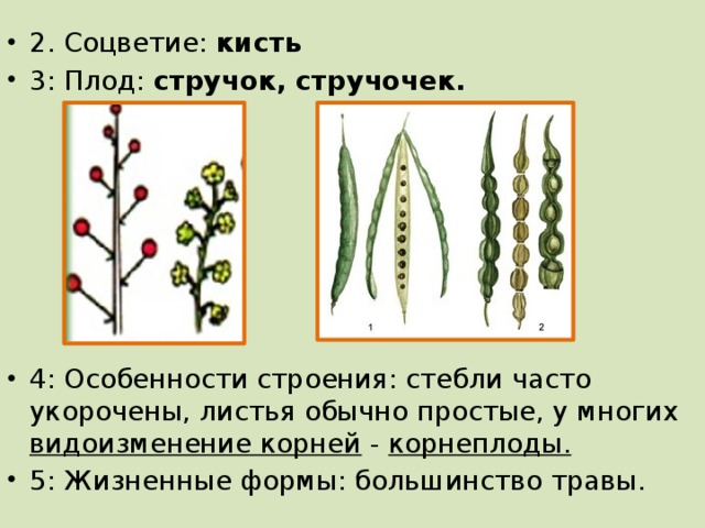 Тип плода развившийся из целого соцветия