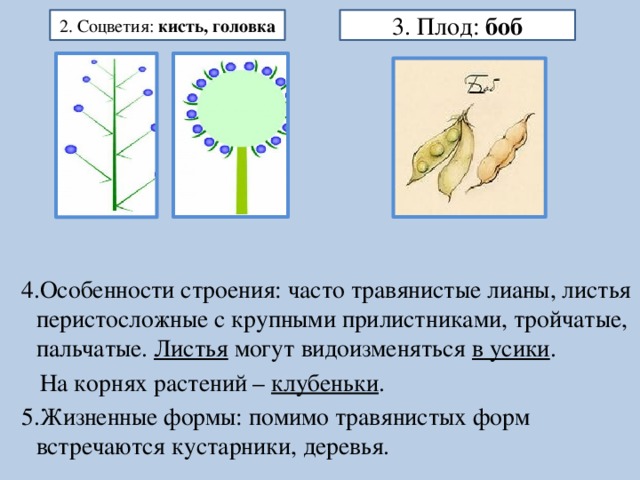 Соцветия и плоды