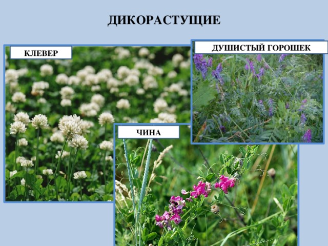 Дикорастущие бобовые растения примеры. Дикорастущие бобовые растения. Бобовые дикорастущие травы. Дикие бобовые растения. Кормовые дикорастущие растения.