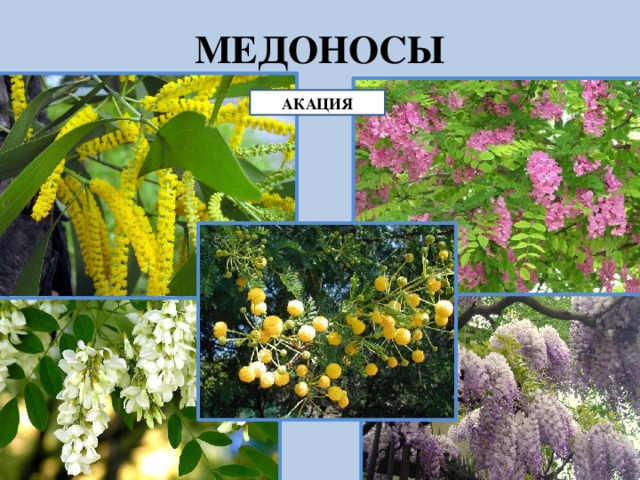 Медоносные бобовые. Семейство бобовые Акация. Кустарник медонос бобовая. Акация медонос. Бобовые медоносы.