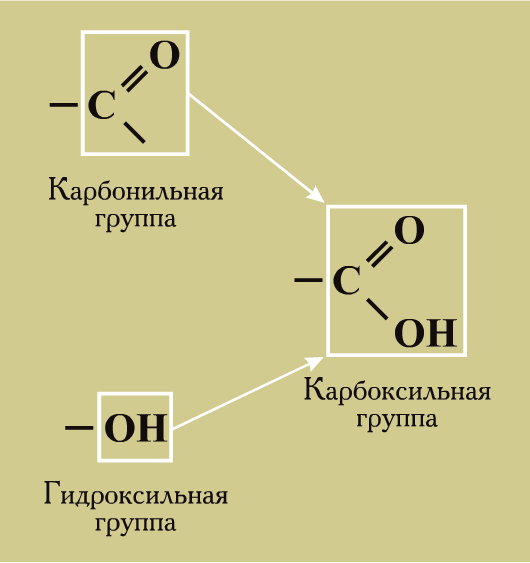 Карбоксильная группа соон