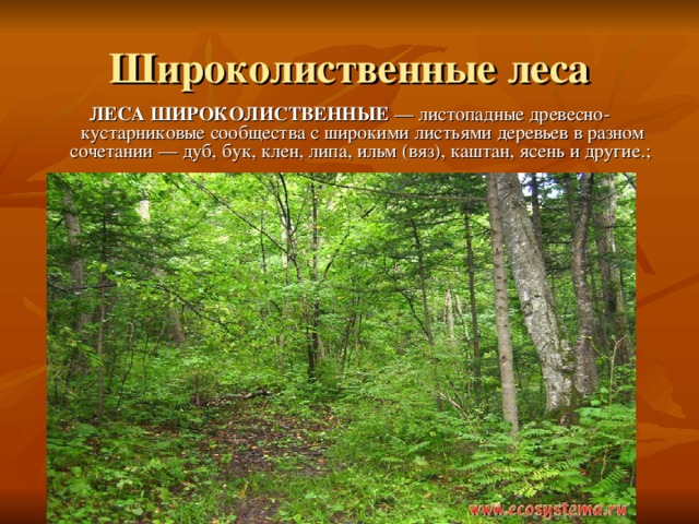 ЛЕСА ШИРОКОЛИСТВЕННЫЕ — листопадные древесно-кустарниковые сообщества с широкими листьями деревьев в разном сочетании — дуб, бук, клен, липа, ильм (вяз), каштан, ясень и другие.; 