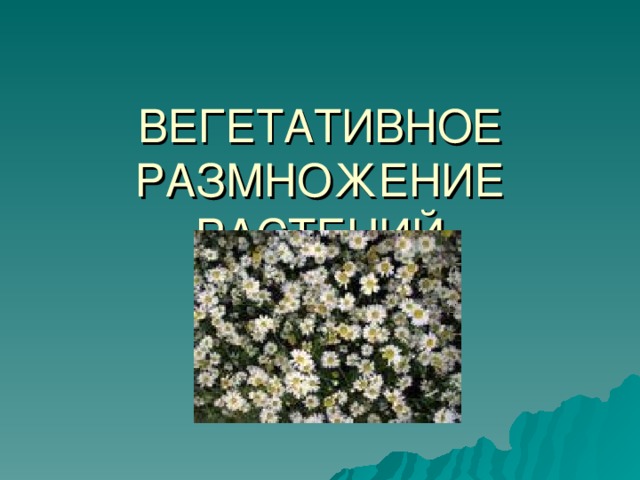 ВЕГЕТАТИВНОЕ РАЗМНОЖЕНИЕ РАСТЕНИЙ 