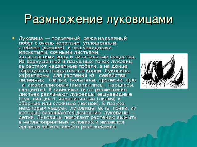 Размножение корневыми черенками Корневой черенок — это отрезок корня длиной 15—25 см. На посаженном в почву корневом черенке из придаточных почек развиваются надземные побеги, от оснований которых отрастают придаточные корни. Развивается новое, самостоятельно существующее растение. Корневыми черенками размножают садовую малину, шиповник, некоторые сорта яблонь и декоративных растений. 