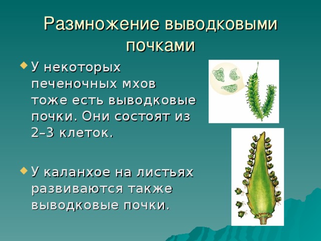 Размножение корневыми отпрысками 