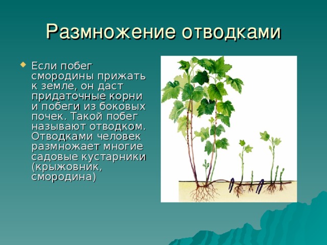 Размножение корневыми побегами. Вегетативное размножение растений выводковыми почками. Размножение корневыми отпрысками. Вегетативное размножение корневыми отпрысками. Выводковыми почками размножаются.