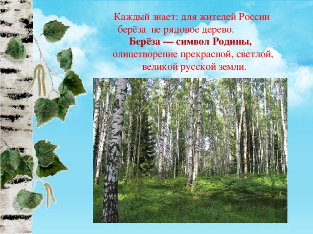 Береза какая природная зона. Символ Родины России береза. Береза символ Родины. Береза символ Родины моей. Символ России дерево береза.