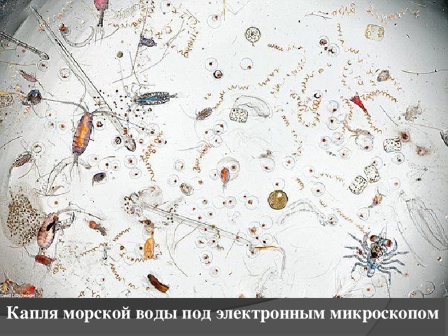 Капля морской воды под электронным микроскопом 