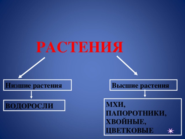 РАСТЕНИЯ Низшие растения Высшие растения МХИ, ПАПОРОТНИКИ, ХВОЙНЫЕ, ЦВЕТКОВЫЕ ВОДОРОСЛИ  