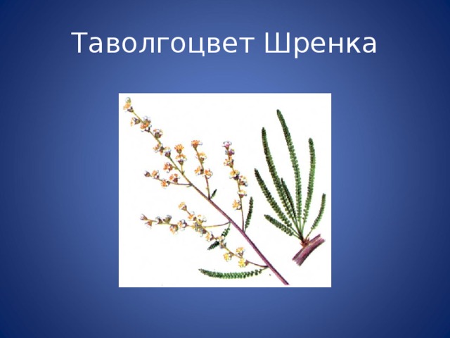 Таволгоцвет Шренка 