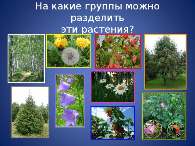 На какие две группы можно разделить растения. Группы растений. Разделить растения на группы. Растения группы растений. На что разделяются растения.