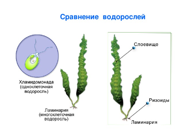 Сравнение водорослей 