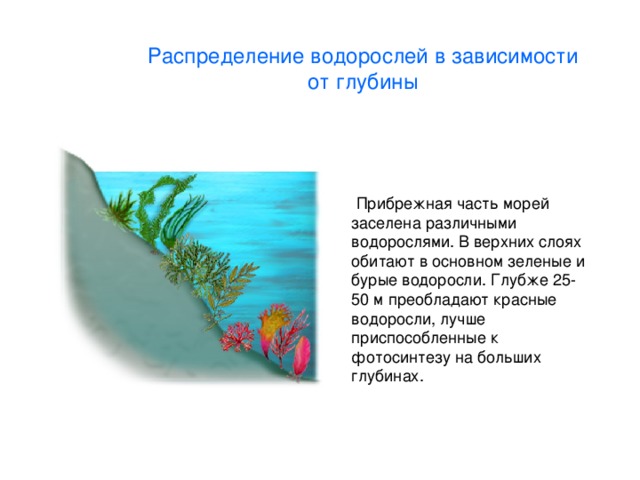 Распределение водорослей в зависимости от глубины 