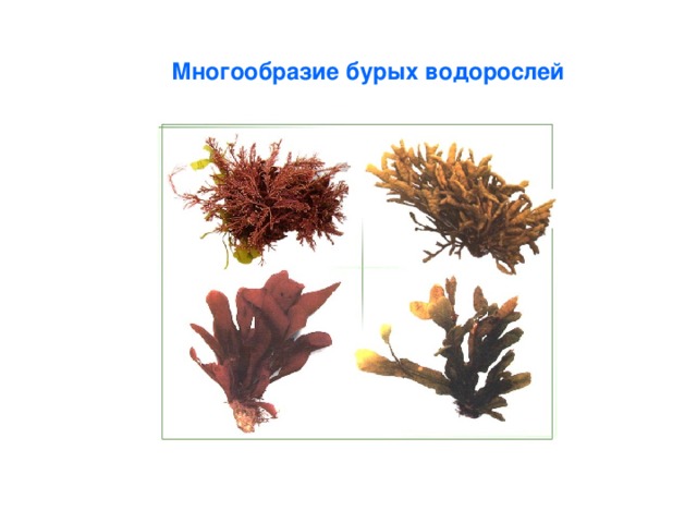Многообразие бурых водорослей 