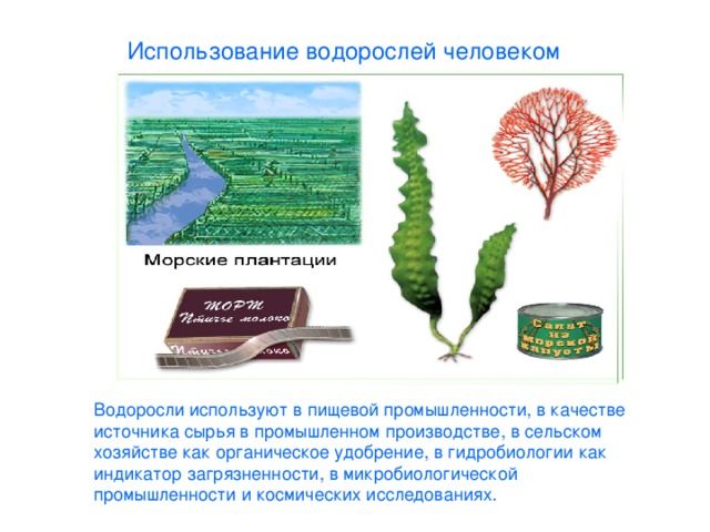 Использование водорослей человеком Водоросли используют в пищевой промышленности, в качестве источника сырья в промышленном производстве, в сельском хозяйстве как органическое удобрение, в гидробиологии как индикатор загрязненности, в микробиологической промышленности и космических исследованиях. 