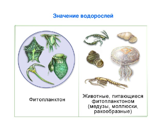 Каково значение ламинарии в жизни человека. Представители фитопланктона. Фитопланктон водоросли. Значение фитопланктона. Роль фитопланктона в природе и жизни человека.