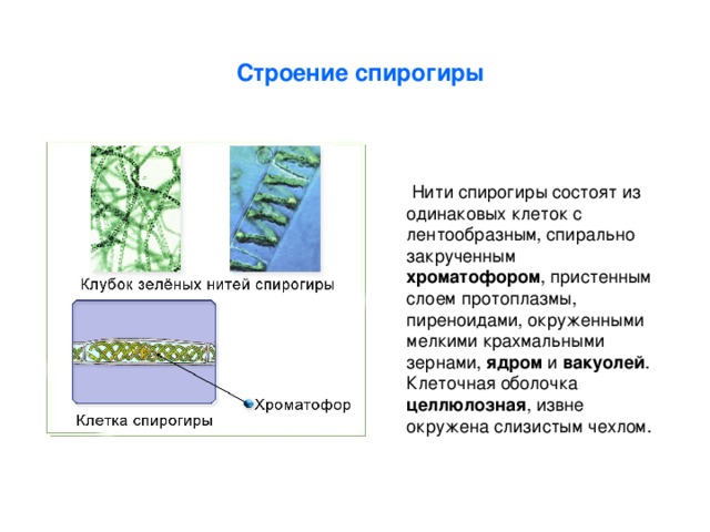 Строение спирогиры  Нити спирогиры состоят из одинаковых клеток с лентообразным, спирально закрученным хроматофором , пристенным слоем протоплазмы, пиреноидами, окруженными мелкими крахмальными зернами, ядром и вакуолей . Клеточная оболочка целлюлозная , извне окружена слизистым чехлом. 