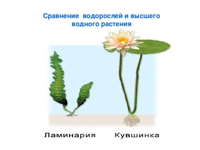 Сравнение водорослей и высшего водного растения 