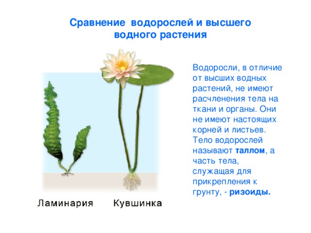 Сходство водорослей. Строение водных цветковых растений. Отличия водных растений. Отличие водорослей от растений. Сходства между водорослями и высшими растениями.