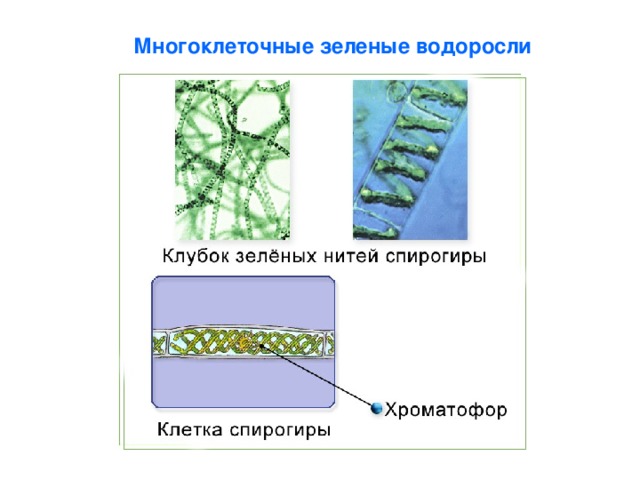 Многоклеточные зеленые водоросли 