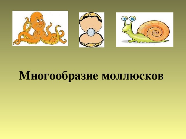    Многообразие моллюсков    