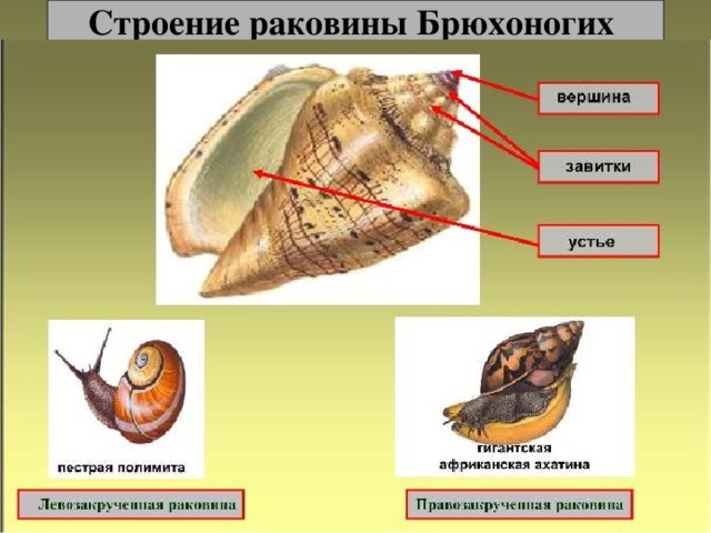 Строение раковины Брюхоногих 