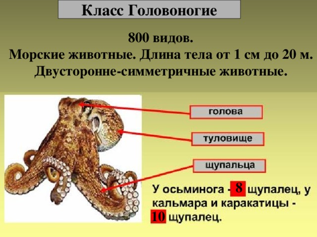 Класс Головоногие 800 видов. Морские животные. Длина тела от 1 см до 20 м. Двусторонне-симметричные животные. 8 10 