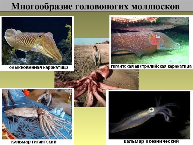 Многообразие головоногих моллюсков 