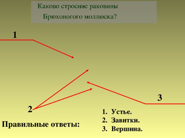 1 3 2 Устье. Завитки. Вершина. Правильные ответы: 