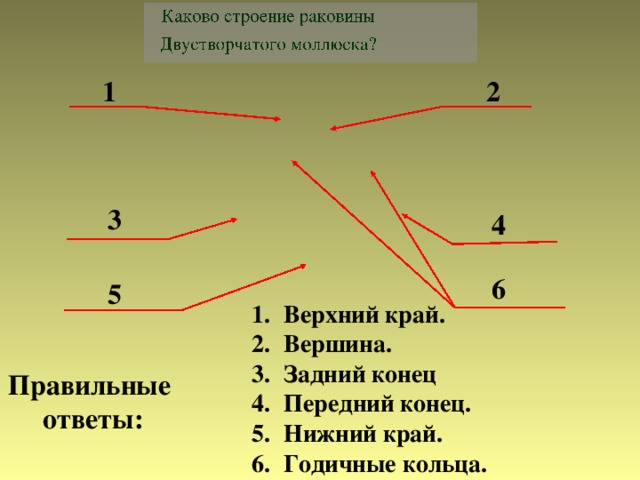 1 2 3 4 6 5 Верхний край. Вершина. Задний конец Передний конец. Нижний край. Годичные кольца. Правильные ответы: 