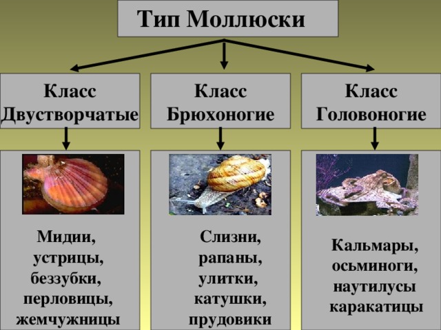 Тип Моллюски Класс Двустворчатые Класс Головоногие Класс Брюхоногие Слизни, рапаны, улитки, катушки,  прудовики Мидии, устрицы, беззубки, перловицы, жемчужницы Кальмары, осьминоги, наутилусы  каракатицы 