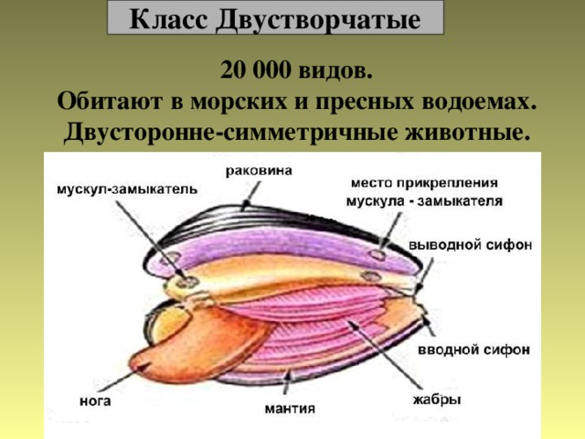 Класс Двустворчатые 20 000 видов. Обитают в морских и пресных водоемах. Двусторонне-симметричные животные. 