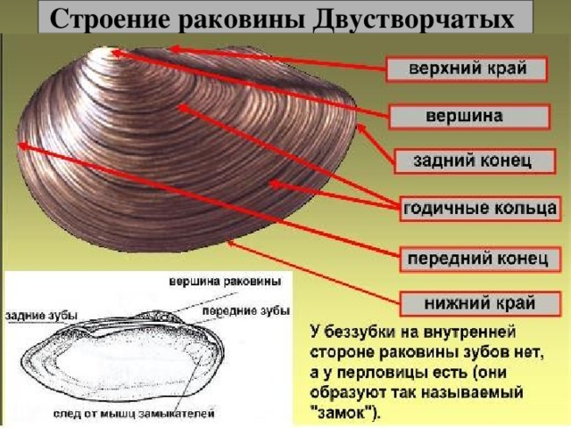 Строение раковины Двустворчатых 