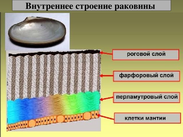 Внутреннее строение раковины 