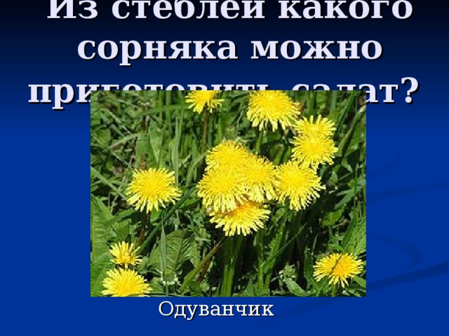 Из стеблей какого сорняка можно приготовить салат?  