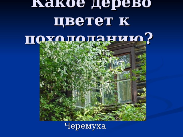 Какое дерево цветет к похолоданию? 
