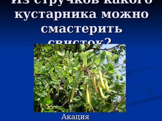 Из стручков какого кустарника можно смастерить свисток? 